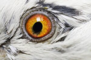 تشخیص عفونت چشم کبوترها