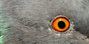 درمان عفونت چشم کبوترها