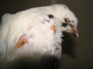 شناخت بیماری آبله در کبوتر