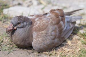 درمان آبله در کبوترها