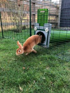 وسایل مورد نیاز خرگوش در قفس