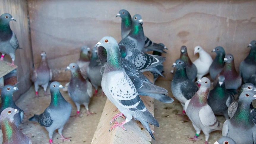 کربنات کلسیم در تغذیه کبوتر چه تاثیری دارد ؟