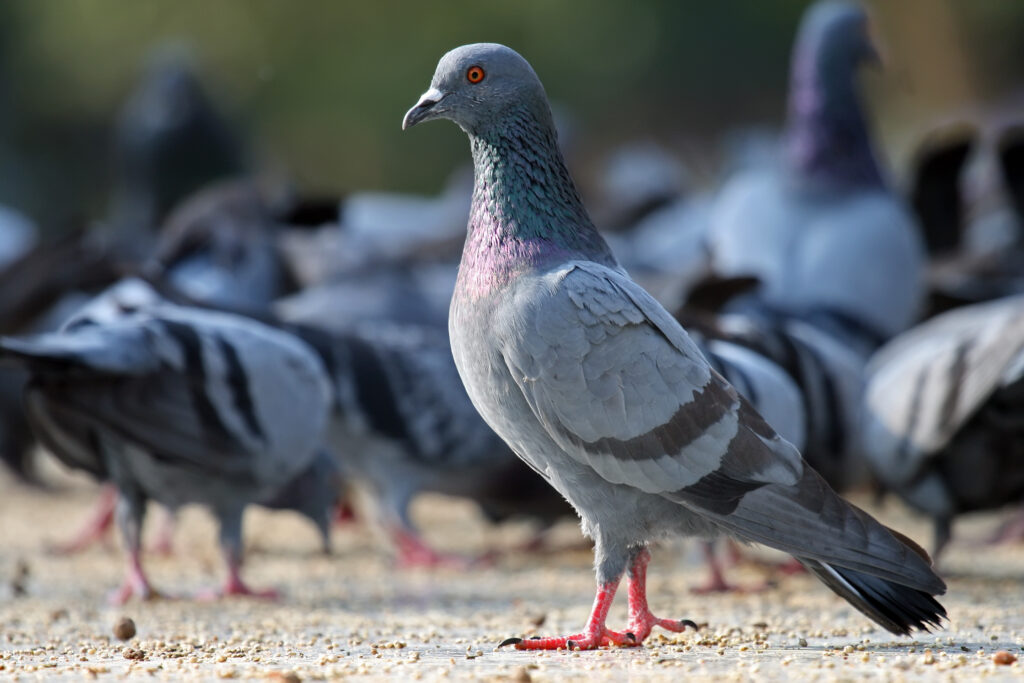 Sweeper seeds for pigeons