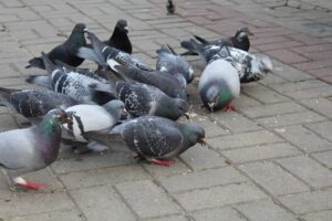 علت عفونت گلو در کبوتر چیست ؟