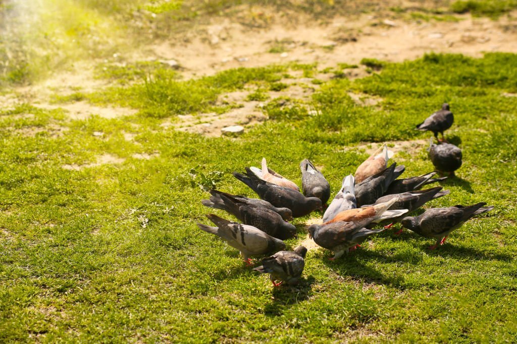 تغذیه کبوتر در تابستان چه تغییری باید کند ؟