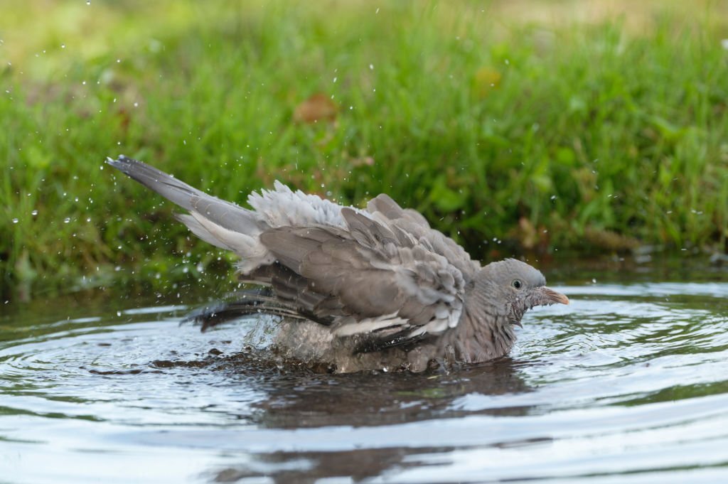 آب تنی کبوترها در تابستان